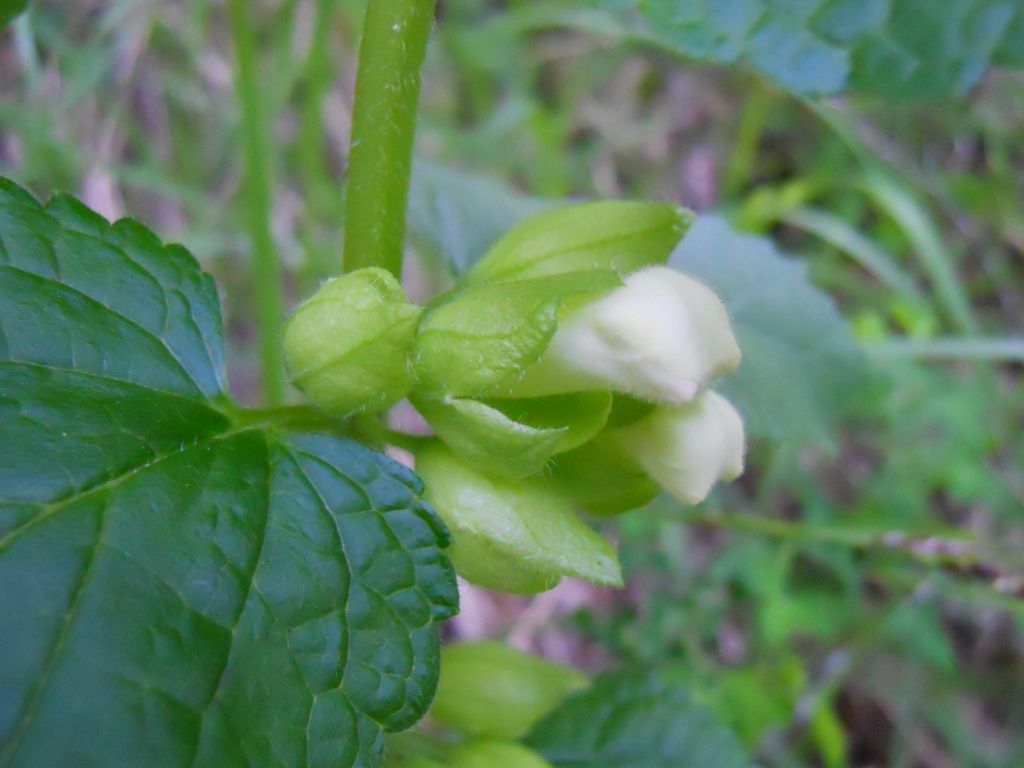 Pianta del bosco - Melittis melissophyllum